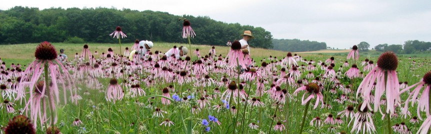 Cone flowers in the prairie at Holy Wisdom Monastery.
