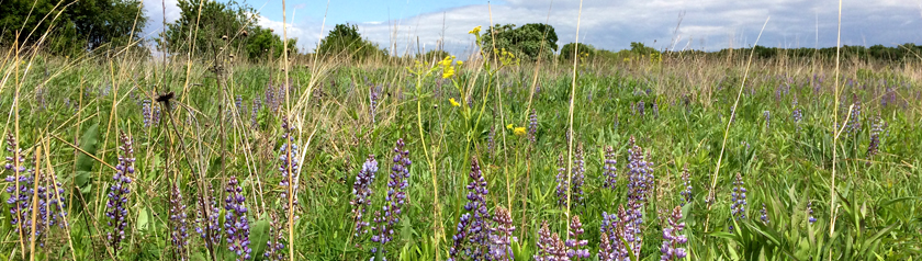 Newly blossoming lupine on the prairie. Always we begin again.