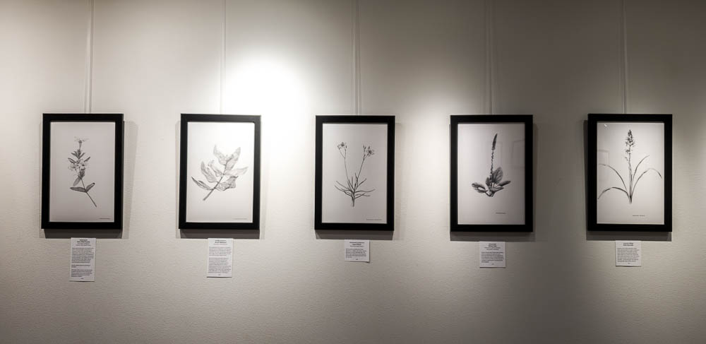 photo of five black and white art pieces of native plants on a gallery wall